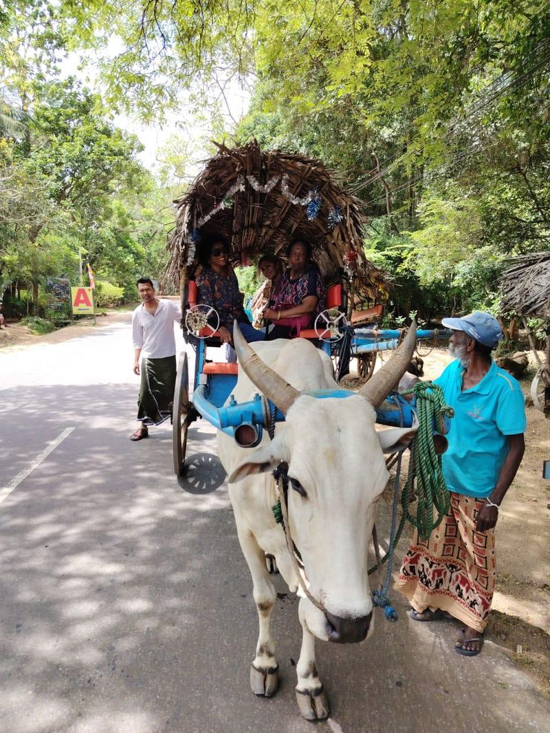 Guests in a thatched bullock cart pulled by a white bull on a shaded road