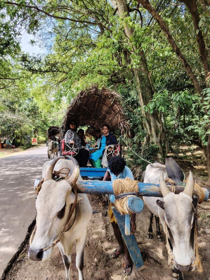 Two bulls pulling a thatched cart along a forest road