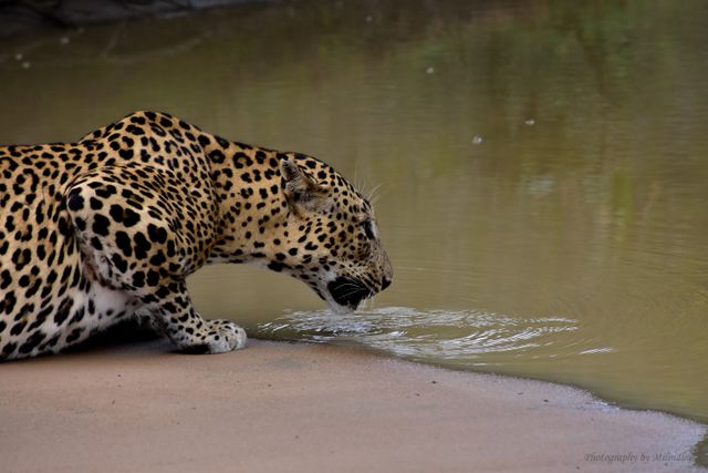 Leopard drinking at a waterhole