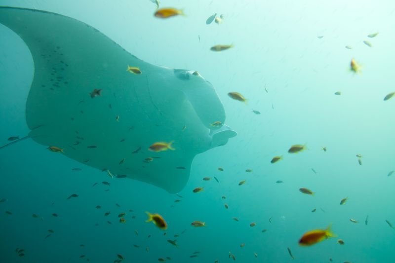 Manta ray underwater