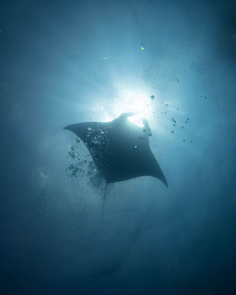 Manta ray silhouette