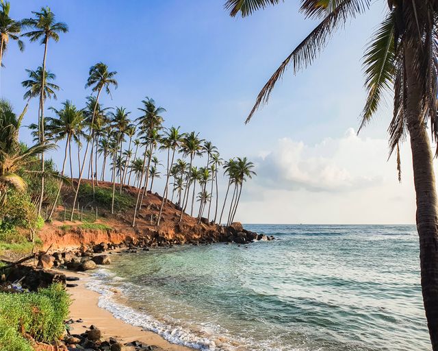 Palm-fringed coastline