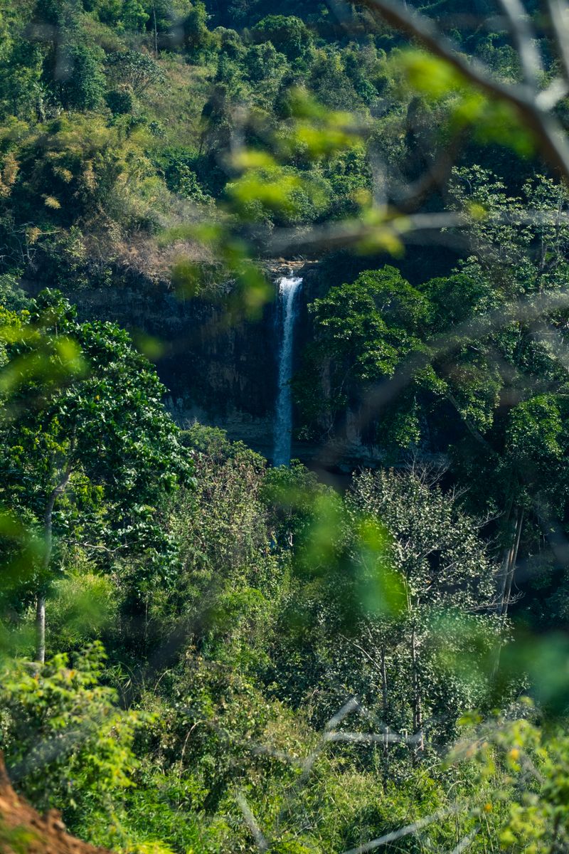 Waterfall in the forested interior