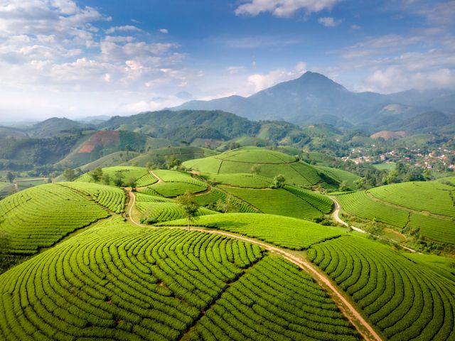 Tea plantation hills